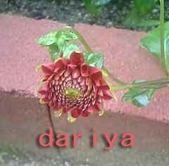 ダリアの花